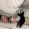 『ペットは絶対に飼…