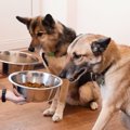 犬の多頭飼い┃経験者…