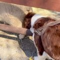 牧場にきた犬が『羊…