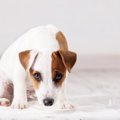 犬が『食糞』してし…
