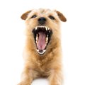 犬の防衛本能による5…