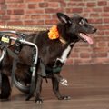 犬用車椅子の選び方｜レンタルするメリットやおすすめ業者をご紹介