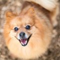 犬が飼い主に『大好…