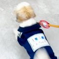 SNSで犬を投稿してい…