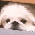 在宅ワーク中に『ど…