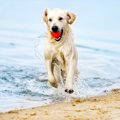 大型犬を飼うメリッ…