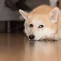 犬が「やる気がない…
