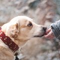 犬の社会化は「犬同…