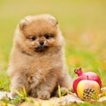 犬も食べられる秋の…