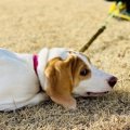 犬が『仮病』を使っ…