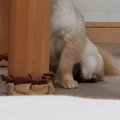 「愛犬は見た…」ひょ…