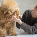 犬の足の裏の毛をカ…