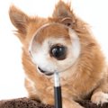 犬にはどう見えてい…