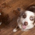 愛犬とよく目が合う…
