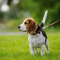 犬を凶暴な性格にし…