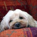 老犬の夜鳴き対策に…