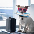 犬を飼っている人は…