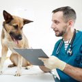 愛犬のための選択肢…