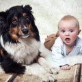 子供のいる家庭で犬…