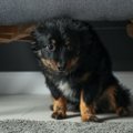 『ストレスが溜まりすぎている犬』がする行動５選