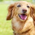 【あるある】小型犬…
