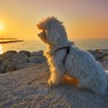 哀愁がすごい…愛犬が…