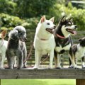犬に芸は教えるべき…