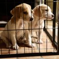 『犬を飼わない方が…