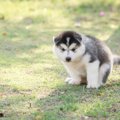 犬がトイレ前に「く…