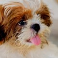 犬がおしっこした後…