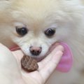 犬におやつを使って…