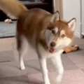 ハスキー犬とかくれ…