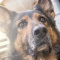 犬は地震を予測でき…