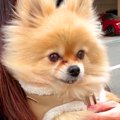 元繁殖犬を病院へ連…