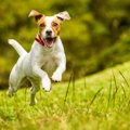 犬が散歩で突然走り…