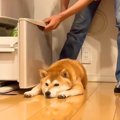 犬が冷蔵庫の前から…