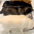 朝、並んでご飯を食…