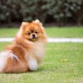 犬にまつわる『4つの…