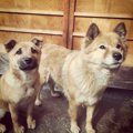 犬が人を噛む理由と…