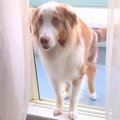 窓は開いているのに…