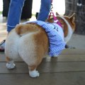 犬が『ウンチをした…