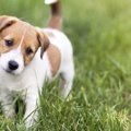 犬がよくする『ずる…