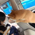 突然車に大好きな人…