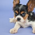 愛犬が『怒りっぽい…