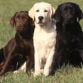 躾のヒントも！犬の…