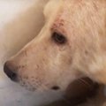 保健所から保護した…