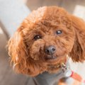 犬に必ずするべき『…
