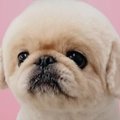 ChatGPTが犬を擬人化…
