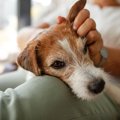 犬の『平均寿命』は…