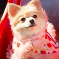 ポメラニアンの子犬…